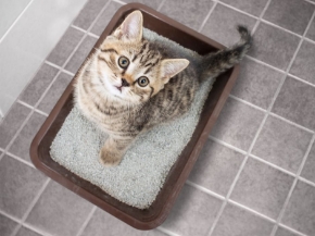 Picture for category Cat Litter & Accessories